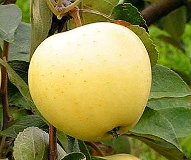 Visi mīļākie āboli Bely pouring: šķirnes apraksts un tās īpašības