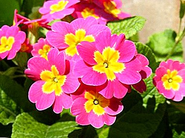 All you need to know about the care of a room primrose at home and for the garden. Plant photo