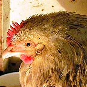 All about chicken mycoplasmosis: symptoms and treatment, diagnosis and prevention