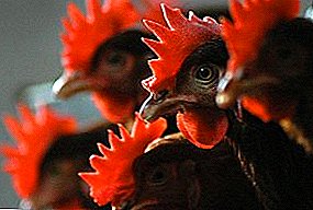 كل شيء عن الزائفة الزائفة في الدجاج: لماذا تنشأ وكيف تقاتل؟