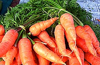 Alles darüber, wie man Karotten im Winter lagert