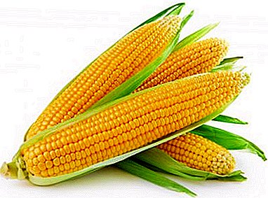 All about how to cook corn in milk with butter is tasty and fast: cooking tips