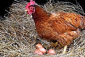All about breeding laying hens at home