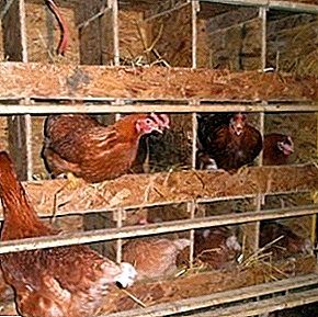 Everything about chickens of hens: from the construction of the house to the rearing of chickens