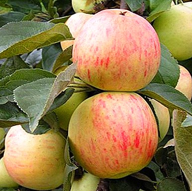 Todo sobre las variedades de manzana Yubilyar: descripción, características, características del cultivo.