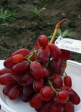 Variedad prometedora del siglo XXI: uvas "Descendiente de Rizamata"