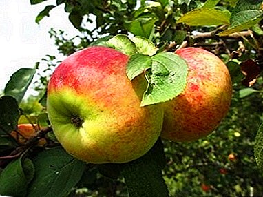 التفاح ، مثالية لصنع المربى - Orlovim متنوعة
