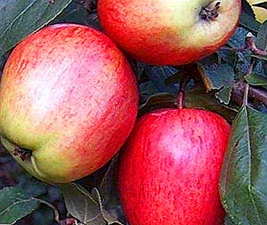 التفاح مع نسبة عالية من "ascorbinka" - سكالا متنوعة