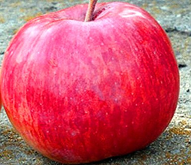 تفاح متعدد الاغراض - الصف بيركوتوفسكي