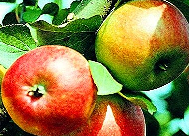 التفاح مع طعم العسل وضوحا - فارايتي Korobovka