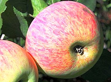Apple trees for a cold climate - Persiananka grade