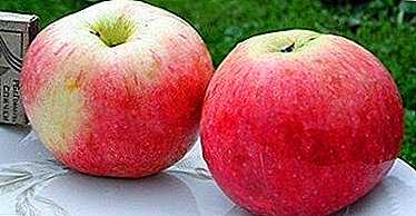 Apple Robin là lý tưởng để chăn nuôi trong các trang trại nhà
