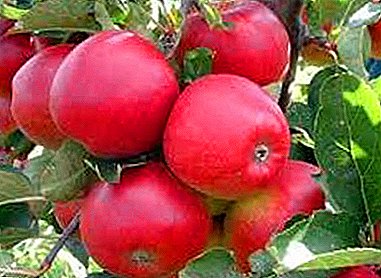 شجرة التفاح مع اسم جذاب - أفروديت