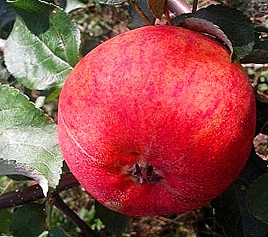 The apple tree with a high level of adaptation and beautiful fruits is a grade Gift of Grafsky