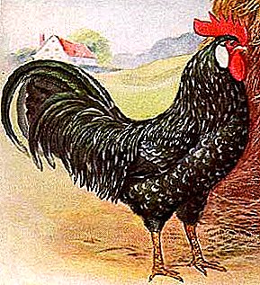 Egg Breed with Unusual Color - Ancona