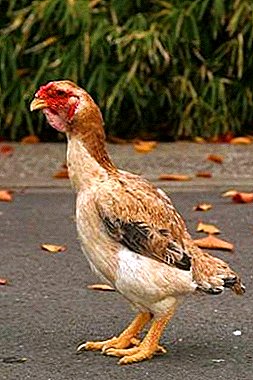 Japanska stridsfåglar - Yamato raser kycklingar