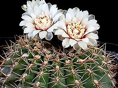 Cactus japoneses en su ventana - "Gymnocalycium": cuidado en el hogar, tipos, fotos