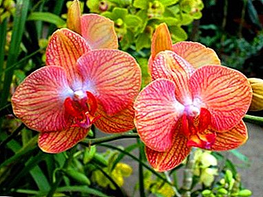Helder als de zon, oranje orchidee
