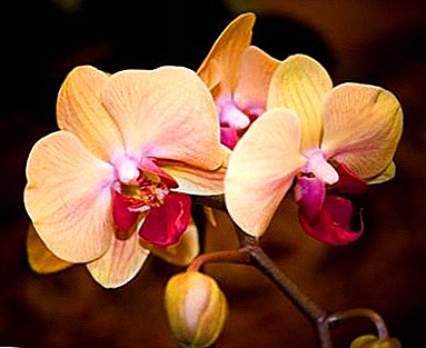 Kecantikan yang terang dalam koleksi anda - Kecantikan orkid elit