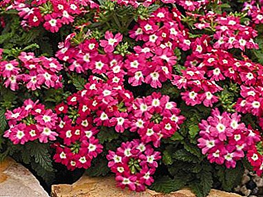 Featured image of post Mudas 60 Verbena Flor - Flores anuais, flores as plantas comerciais são em sua maioria híbridos entre verbena chamaedrifolia, v.