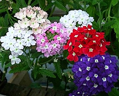 Bright colors of hybrid Verbena, a grassy plant for open ground