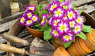 Bright perennial primroses: features of planting and care, photos of plants