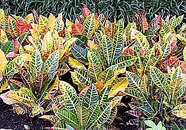 Bright Codiaeum (Croton) Petra: opis kwiatu ze zdjęciem, zalecenia dotyczące opieki