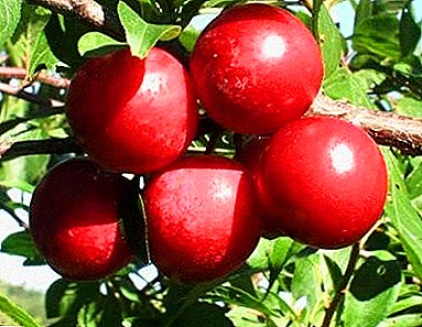 Bright greetings from China - plum varieties Red Ball