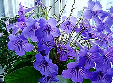 Bright streptokarpus - interior decoration. All about growing a flower at home