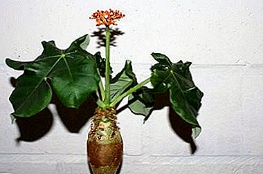 Jatropha - the blooming belly of the buddha