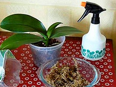 Is veenmos een wondermiddel? Soorten mos voor orchideeën met foto's en aanbevelingen voor zelfaanbestedingen
