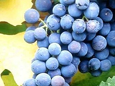 ¿Por qué amamos la uva de paloma y es adecuada para el vino?