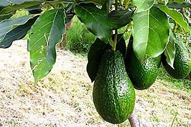 Avocado diseases: why do the tips of leaves dry on a plant, why do they fall?