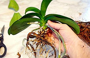 Care of roots for bright flowering: choose the right soil and pot for orchid transplantation