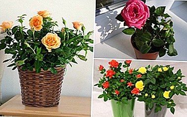 Cuidando una rosa en una maceta en el invierno. ¿Cómo cuidar una planta en casa?