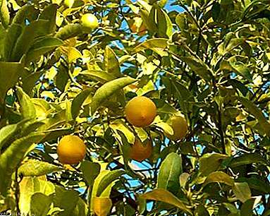 İç mekandaki limonlara sonbaharda özen gösteriyoruz: Hangi bakımın gerekli olduğunu tekrarlamak mümkün mü?