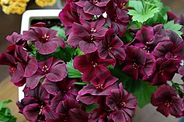 Mysterious beauty on your windowsill: everything about growing black geraniums