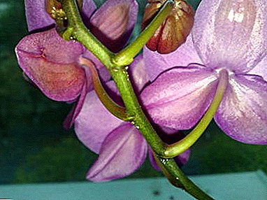 Mysterieuze kleverige druppels op orchidee bladeren. Wat is het en is het de moeite waard om alarm te slaan?