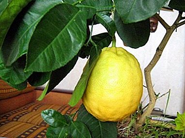 نبات غامض - الليمون Panderosa! الوصف والرعاية في المنزل