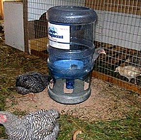 The pledge of health of each individual - properly organized watering of chickens