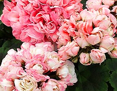 Prachtige overblijvende - Pion-achtige geranium: een overzicht van variëteiten met foto's, eigenaardigheden van cultivatie en mogelijke problemen