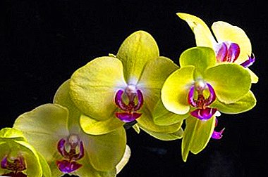 Memorable yellow orchid - description and varieties, their photos. Growing flowers
