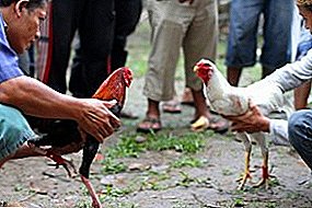 The real thugs fight to the very end - Small English fighting chickens