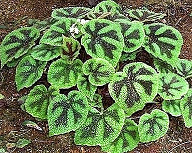Fascinating patterned "Begonia Mason"