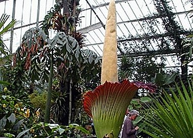 Fascinante planta Amorphophallus: reglas de cuidado