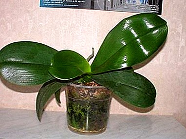 La santé des feuilles d'orchidées est la clé de la longévité de la plante. Comment entretenir une fleur exotique?