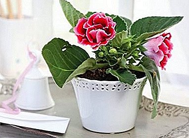 Healthy roots - flowering tops: proper planting gloxinia