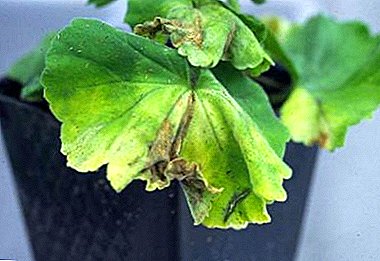 Les feuilles de géranium jaunissent sur les bords et les boutons se fanent: pourquoi une fleur sèche-t-elle et que faire?