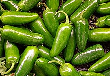Hot and healthy pepper "Jalapeno": photo and detailed description