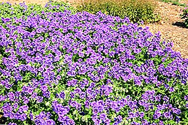 Elävä puutarhakoriste - geranium Magnificent: katsaus lajikkeisiin, joissa on valokuvia, istutus, lisääntyminen ja hoito